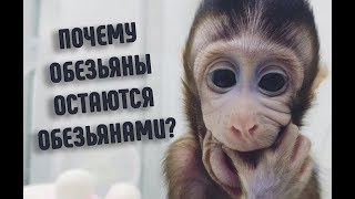 Почему обезьяны не эволюционируют в людей? | Факты о животных Почему обезьяны не эволюционируют в людей? | Факты о животных