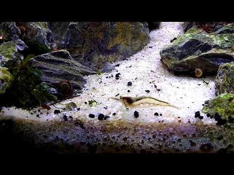 inspirasi-aquascape-simpel-untuk-pemula-low-light-low-tech