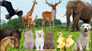 Farm Animal Sounds: Dog, Duck, Cat, Eagle, Giraffe, Deer, Elephant, Horse  Animal Sounds