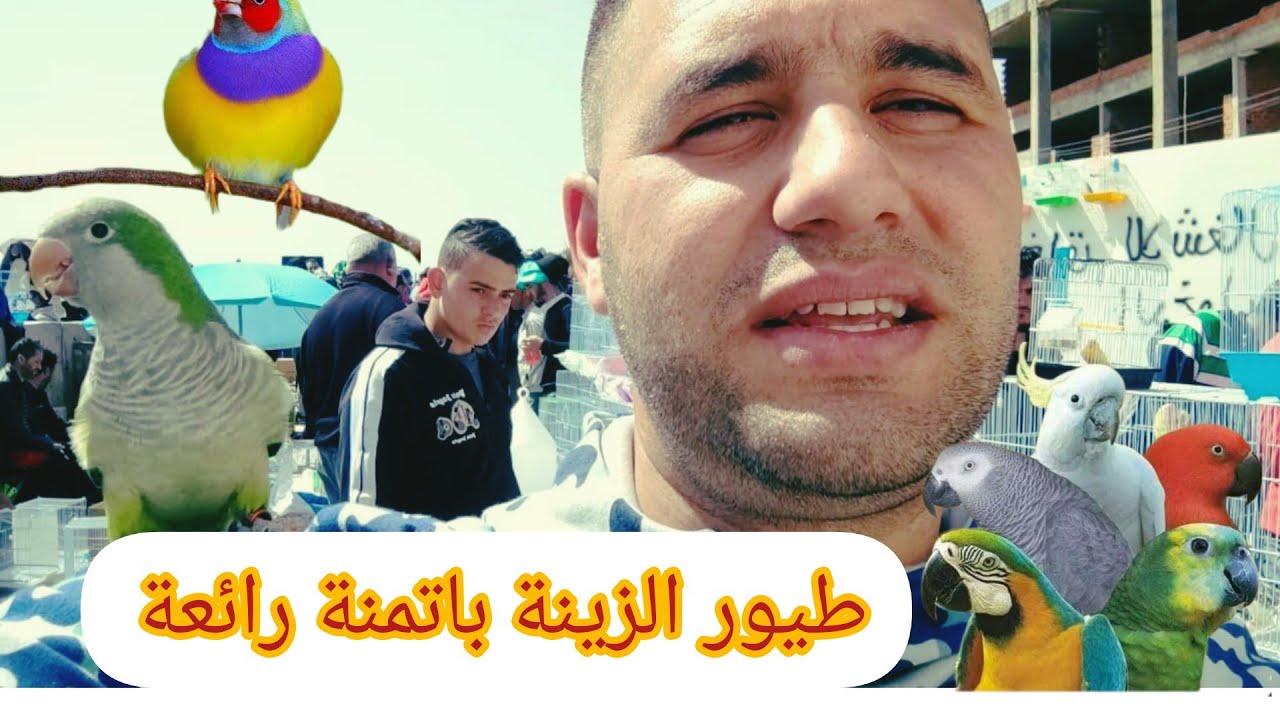 طيور الزينة بأتمنة مناسبة🔥🔥 سوق طنجة لطيور فلوجة🦜🐦🦜🐦جولة رائعة Oiseaux de compagnie