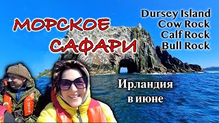 Ирландия🇮🇪На лодке в Океан/Острова Dursey Island, Bull Rock, Cow Rock, Calf Rock/Dursey Boat Trip