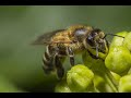 Семь основных заповедей пчеловода