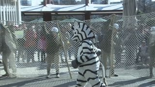 地震でシマウマが逃亡 上野動物園で捕獲訓練