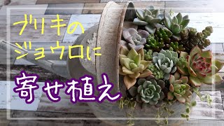 【多肉植物】放置してたジョウロに寄せ植え❗️