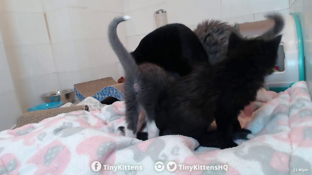 Ferocious Blanket Monster Attacks Mom! YouTube