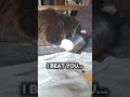 Wer kennts?! #katze #funny #cute #mainecooncatlovers #katzenvideo #typischkatze