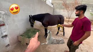 Turab Horse Agea Mini Zoo Main || shehr main dihat || Turab And Sibtain