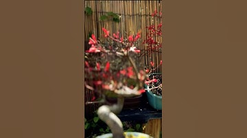 Japanese Maple Bonsai - Spring Update 2024