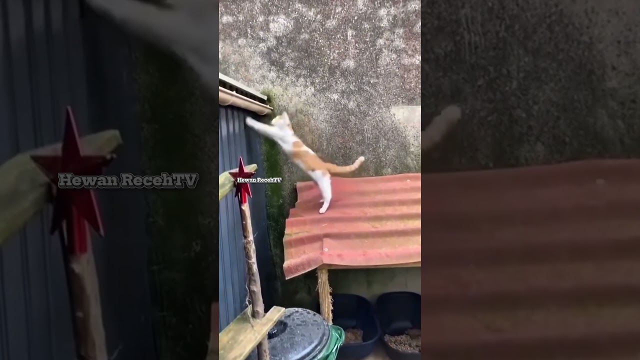 Funny cat fails compilation, Part 1 