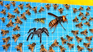 1000 Bees Versus a Tarantula, a Wasp and a GIANT Hornet ... Who Will Win?