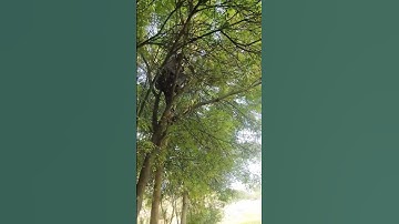Climbing a tree and cutting branches with an axe #shorts #cuttree #brachescut #animalsfeed #nature
