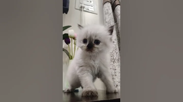 Watch the video about Cute snowy...#cat #viralvideo #kitten #cute #cutecat #pets #funnycats #trending #funny #reels #love