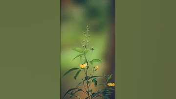 new colour grading photo editing #snapseed #lightroom #shorts