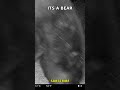 Black Bear Caught Up Close on Night Vision Trail Camera! #shorts