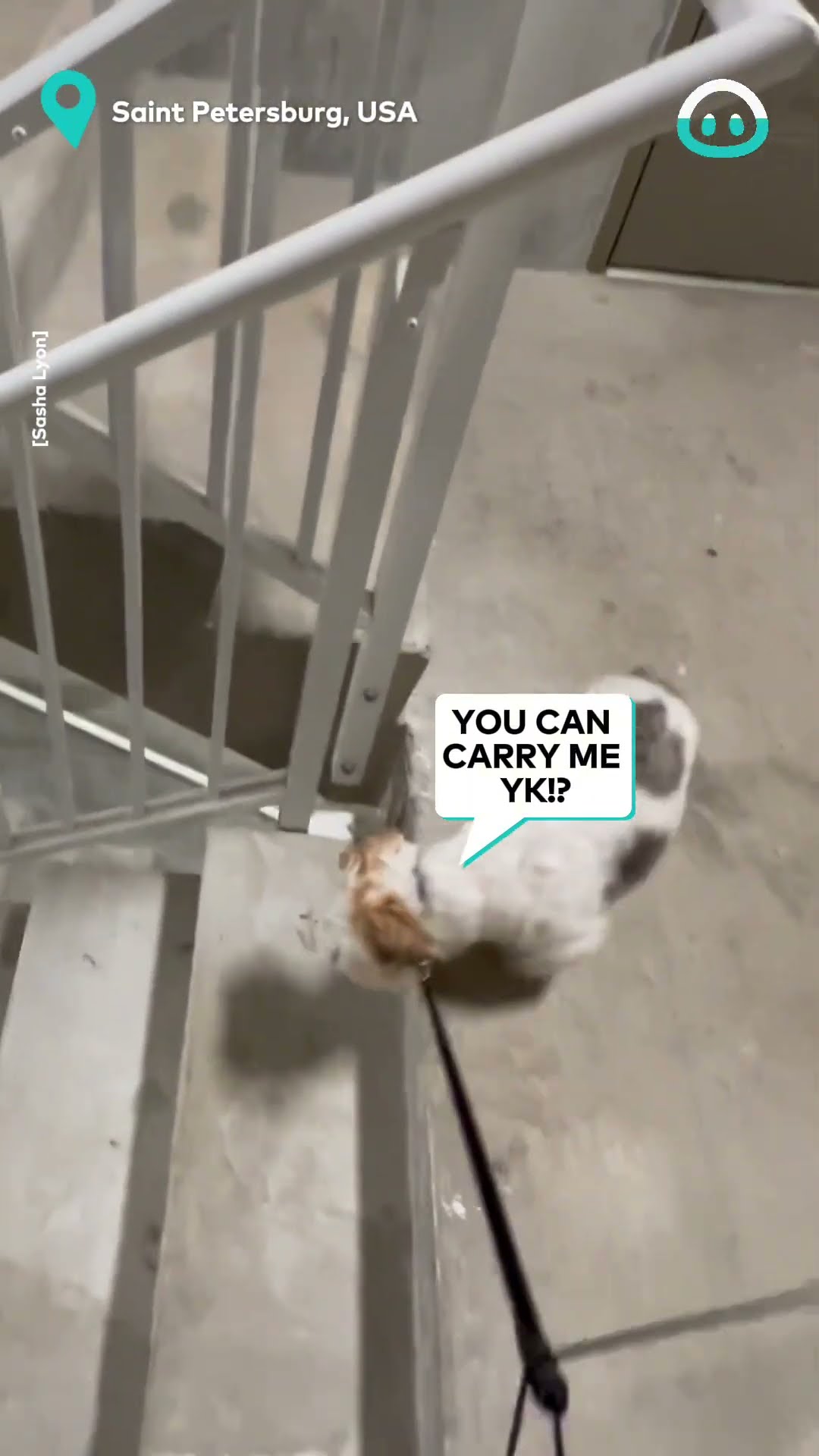 This Puppy Doesn't Do Stairs || ViralHog