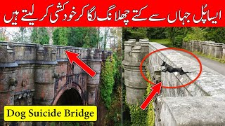 Asa Pul Jhan Say Kutay Chlang Mar Kar Khidkushi kartay han | Overtoun Bridge | Dog Suicide Bridge