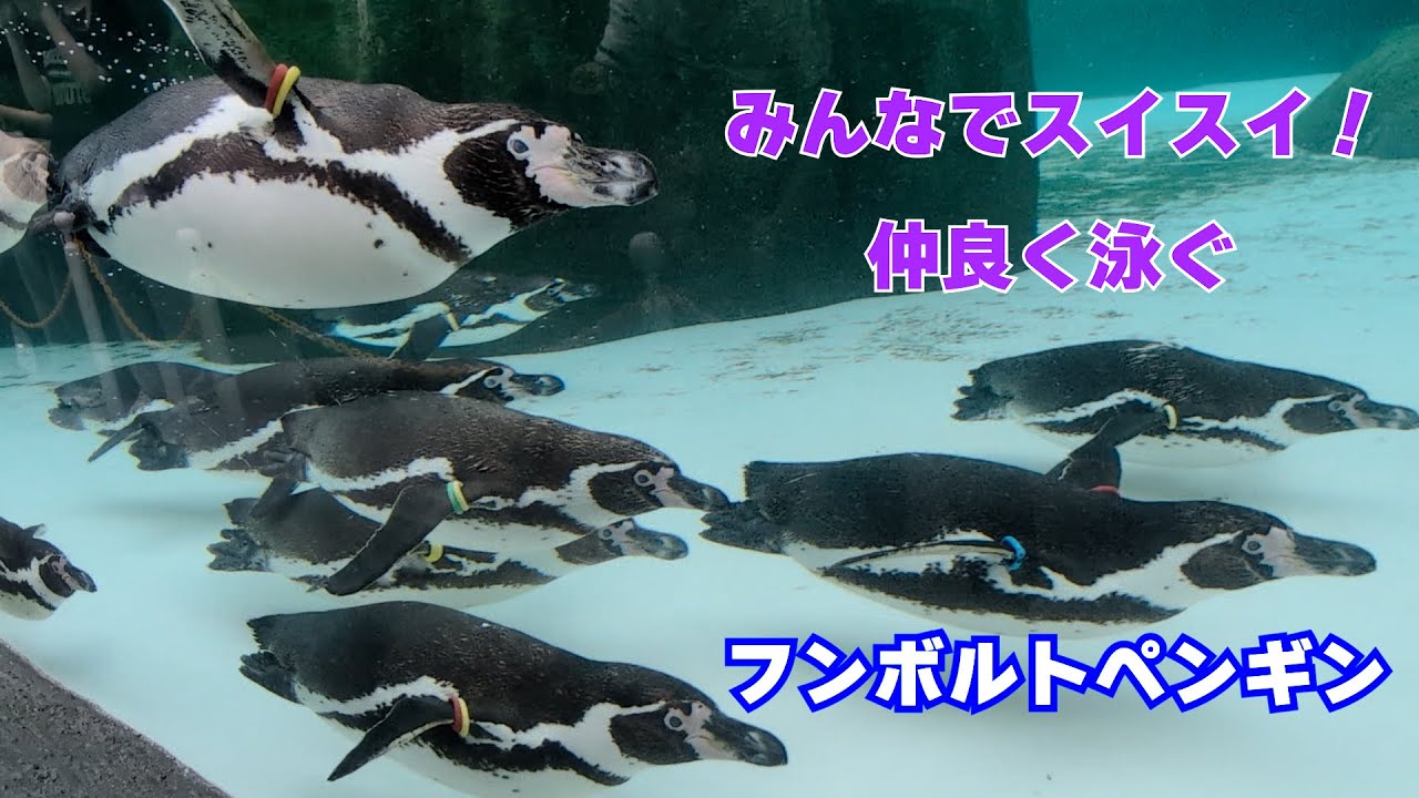 天王寺動物園】みんなでスイスイ！仲良く泳ぐフンボルトペンギン