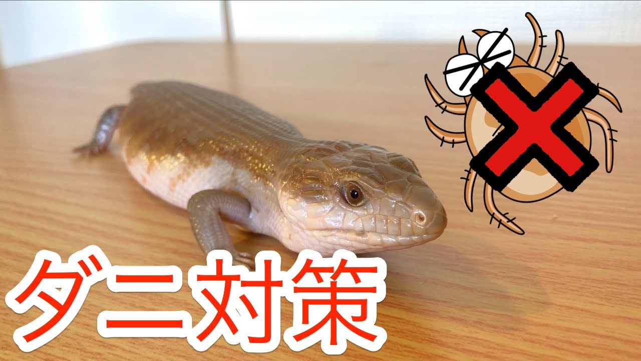 コオロギやデュビアにわく活き餌のダニ対策 ペットの爬虫類に優しくダニだけを駆除 全滅させる方法 Youtube コオロギやデュビアにわく活き餌のダニ対策 ペットの爬虫類に優しくダニだけを駆除 全滅させる方法 Youtube