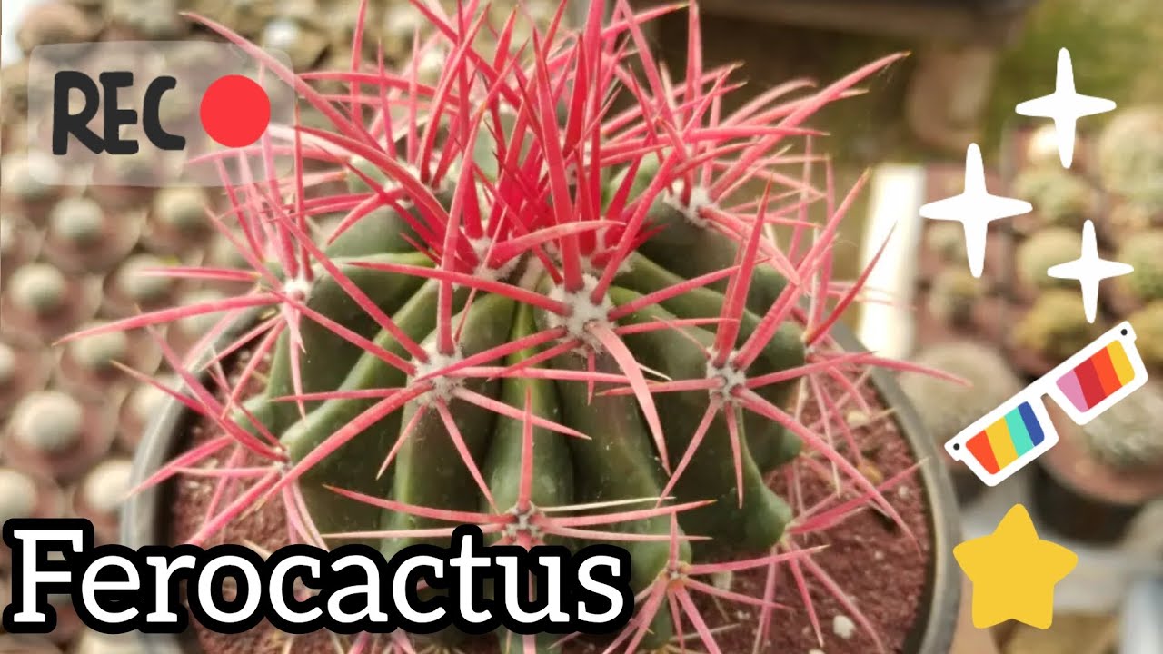 Ferocactus, grandes cactus norteamericanos, información y cuidados.🌵🙂🐢