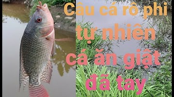 CÂU CÁ RÔ PHI TỰ NHIÊN VÁ ĂN GIẬT ĐÃ TAY | ĐÀO TẤN TRƯỜNG VLOGS
