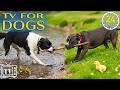 Dog TV 24 7 Best Calming Dog Music Fun Videos For Dogs Prevent Anxiety For Dogs When Home Alone