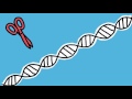 CRISPR.ML - Machine learning meets gene editing