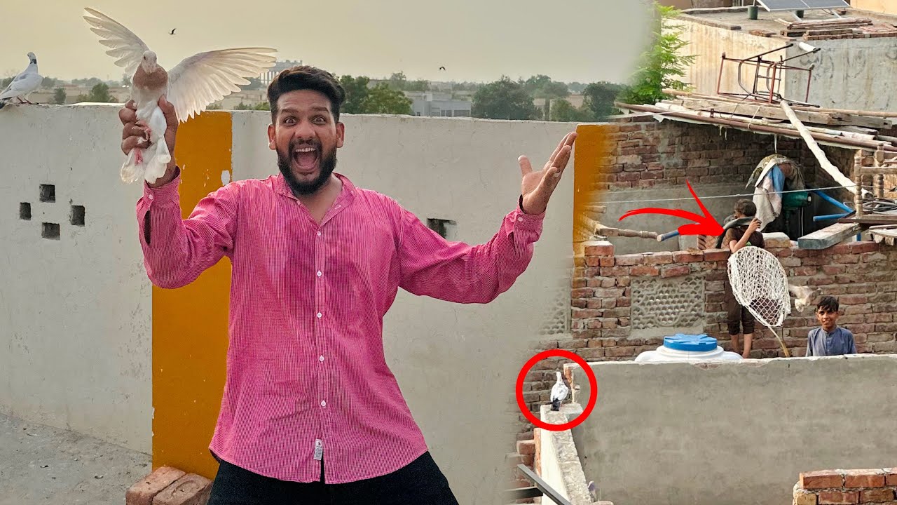 Bacho Kay sath kabutaro ke larai karwa di or 1 kabutar utar liya 😳😱