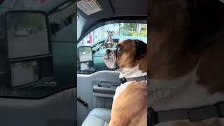 Celebrity Hilarious Dog Traffic Stop! 🐶 Side-Eye Showdown 🚦 Net Worth