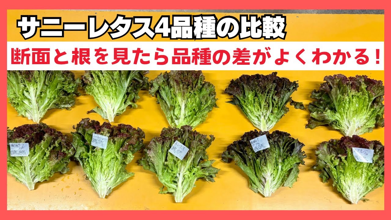 サニーレタスの品種別で断面や根を紹介します - YouTube