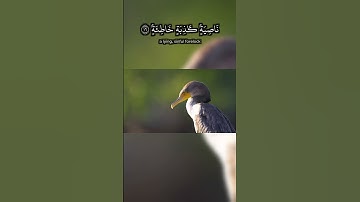 سورة العلق لشيخ محمد الصديق المنشاوي 3  #المصحف  #quran  #surah  #اكسبلور