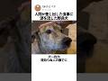 人間が差し出した食事に涙を流した野良犬