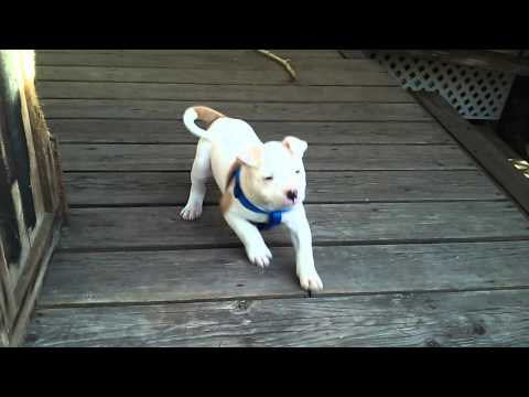 7 week old american bulldog puppy