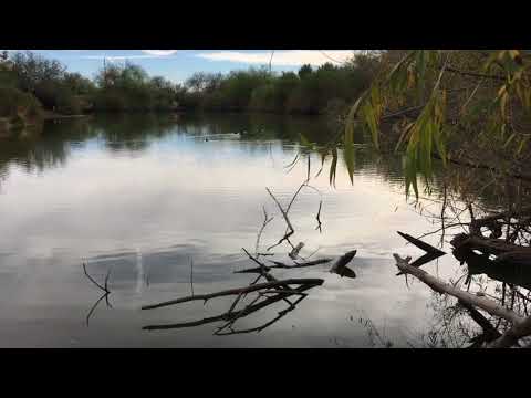 Video: Riparian Preserve di Water Ranch di Gilbert, AZ