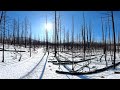 Exploring Jasper’s Burned Forest – Lake Annette/Woodpecker 360° Trail Walk