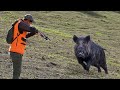 Chasse Sanglier En Battue - wild Boar Hunting / DOMUZ AVI - caccia al cinghiale 2023
