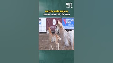 Nguyên nhân ngựa bị thương chân khó cứu chữa #riconviu