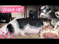 Puppy TRIES TO WAKE UP SLEEPING PIG 