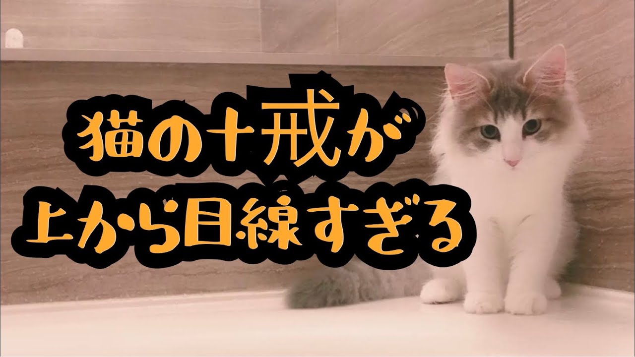 猫 の 十戒