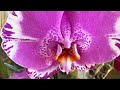 Завоз сортовых орхидей в Экофлору 7 апреля 2021 г. Каода, Монако, Горизонт, Пиноккио ... и тд