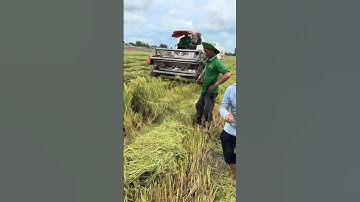 bắt  chuột mùa cắt lúa