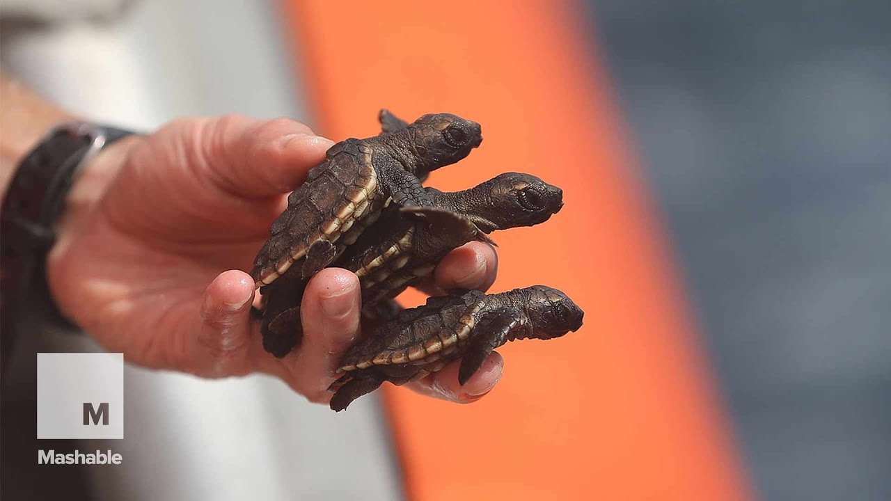 Hundreds of Endangered Baby Turtles Released into Atlantic Ocean ...