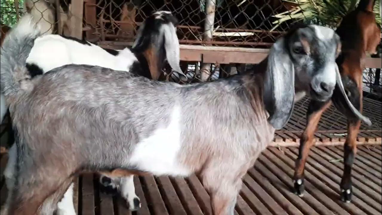 mga 5weeks old na pina reserve nila.. malalaki na.. purebred anglo