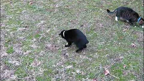 Watch the video about Japanese Bobtail, Tabby, & Snowshoe Cats Play.