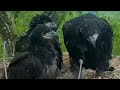 Decorah Eagles- Eaglets Won't Eat This Toad