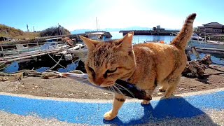 「今日は大漁だニャン」漁師さんに魚を貰って喜ぶ猫島の猫