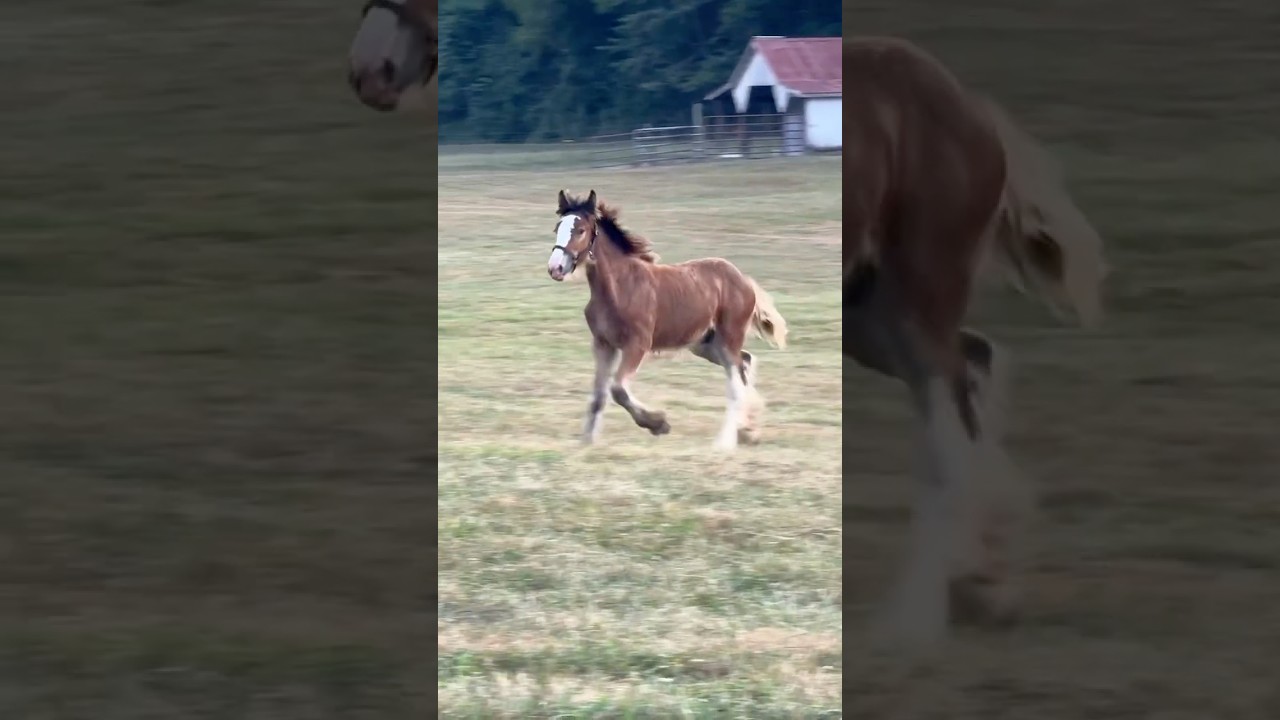 Baby Clydesdale Horse 6 months later! #shorts #horse #clydesdale #foal