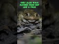 The difference between a toad and frog! #shorts