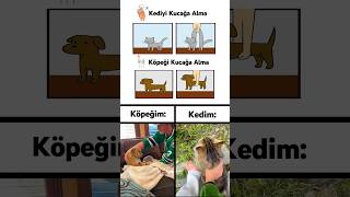 Kediyi Ve Köpeği Kucağına Alma Rehberi