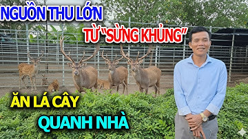 Nguồn Thu Lớn Từ Sừng Khủng Của Lão Nông Với Giống Hươu Nga Ăn Được Hết Các Loại Lá Cây Quanh Nhà
