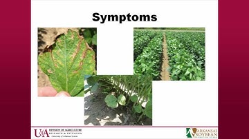 Dealing with Salt Problems in Soybean Production